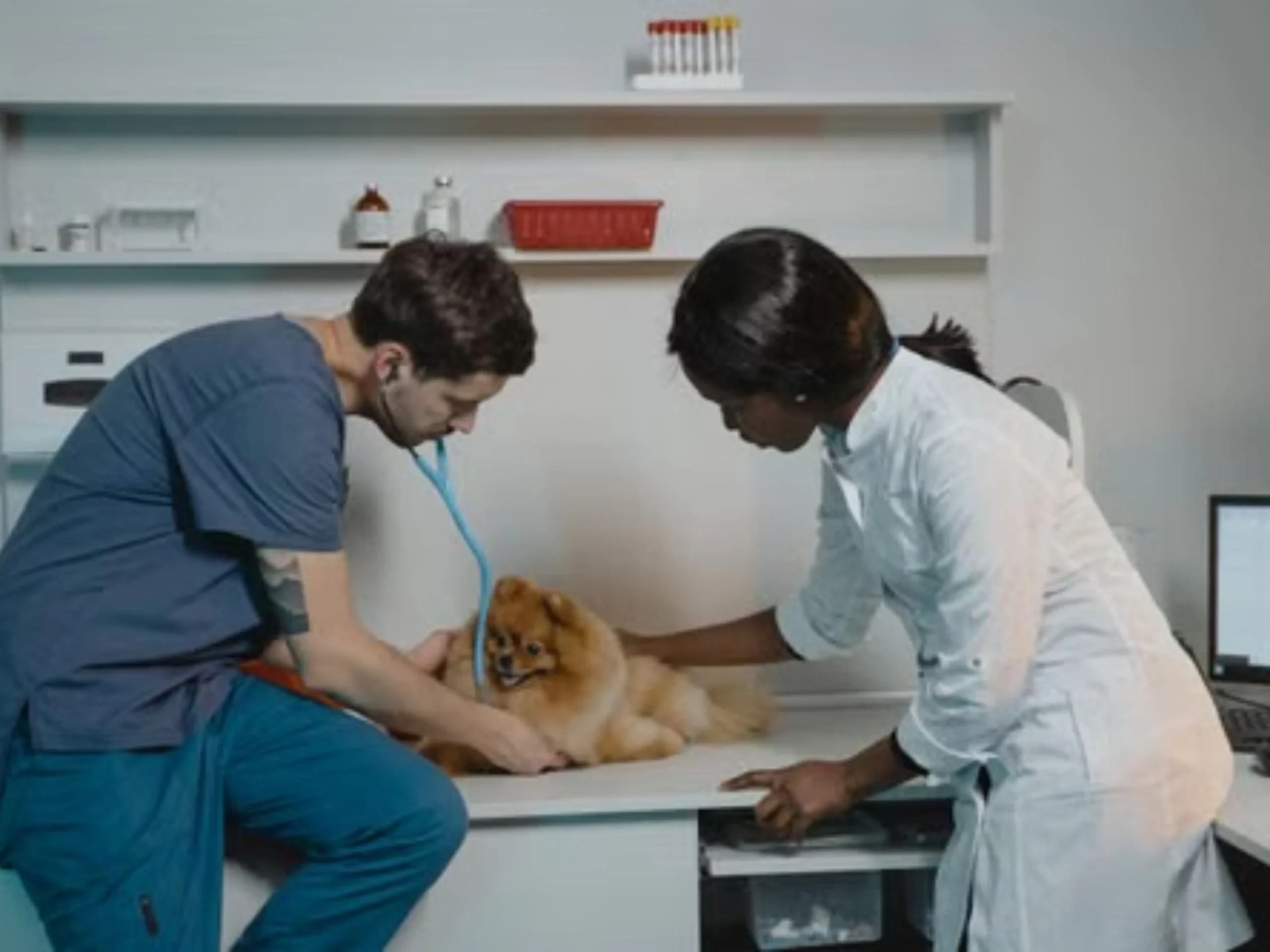 Pets Best Pet Insurance